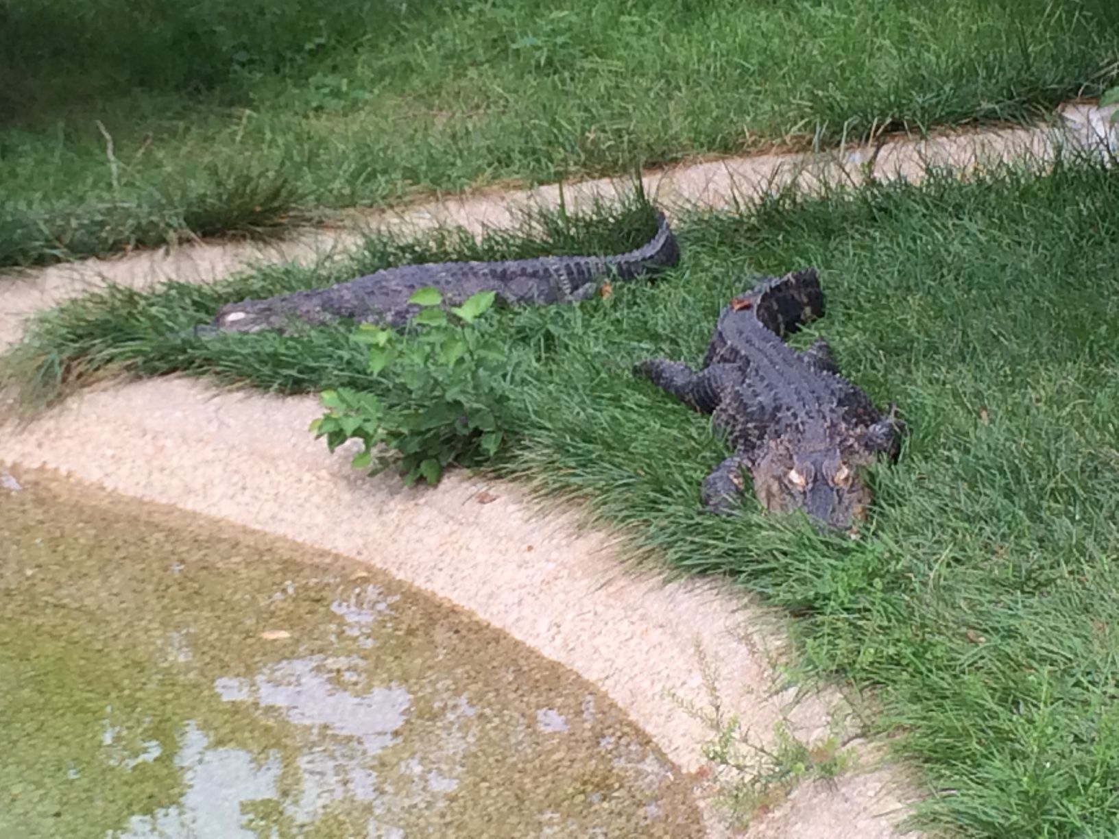 Washington Park Zoo